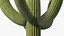 Giant Saguaro Cactus