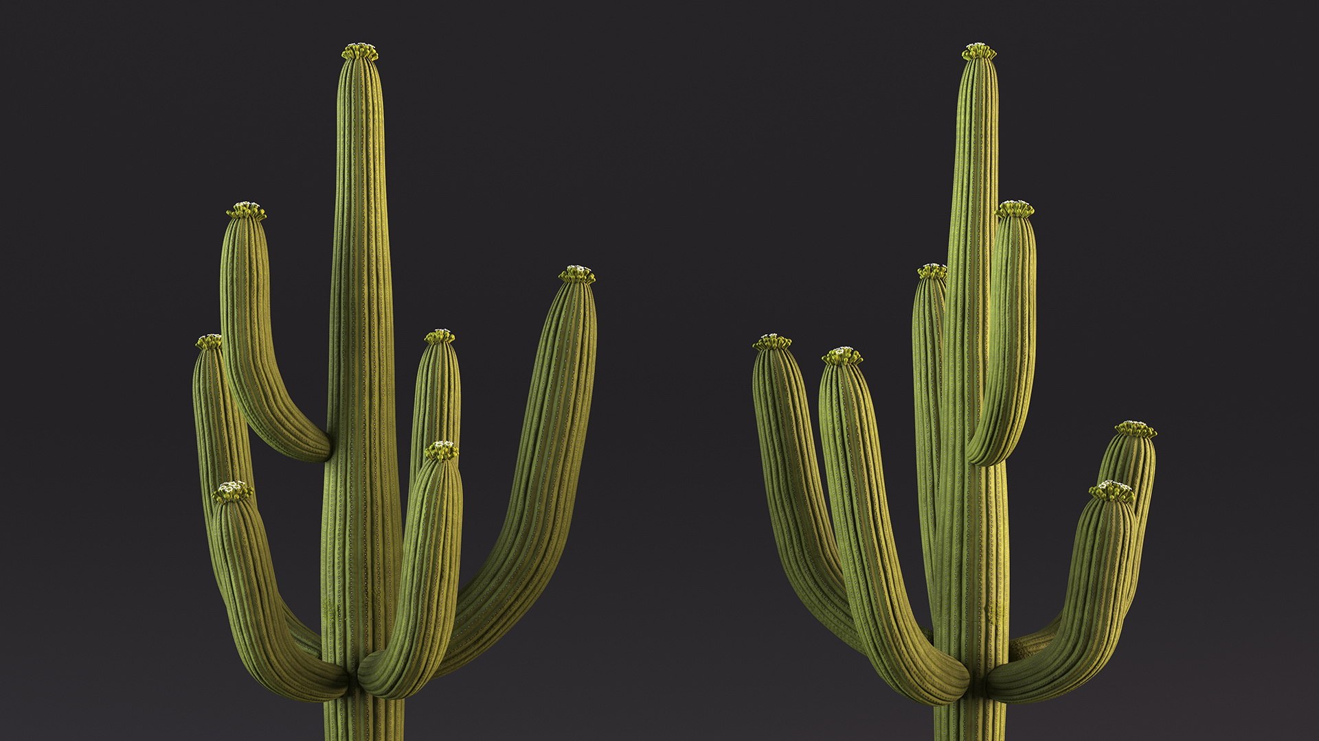 Giant Saguaro Cactus 3D model https://p.turbosquid.com/ts-thumb/34/XNiSKt/GG/giantsaguarocactusmb3dmodel015/jpg/1703094002/1920x1080/fit_q87/cf627613445f528b0e9a240cd1d81d0de596a95d/giantsaguarocactusmb3dmodel015.jpg