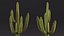 Giant Saguaro Cactus