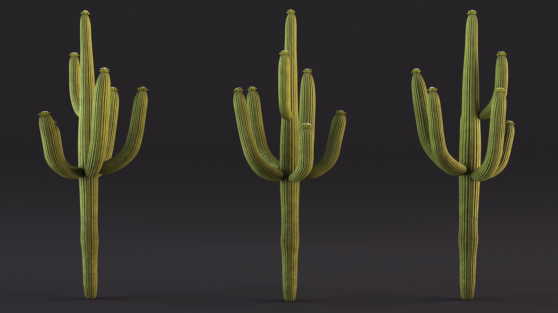 Giant Saguaro Cactus 3D model https://p.turbosquid.com/ts-thumb/34/XNiSKt/K9/giantsaguarocactusmb3dmodel014/jpg/1703093998/1920x1080/fit_q87/a87704c6958f33a1668ce35c62a512112031c654/giantsaguarocactusmb3dmodel014.jpg