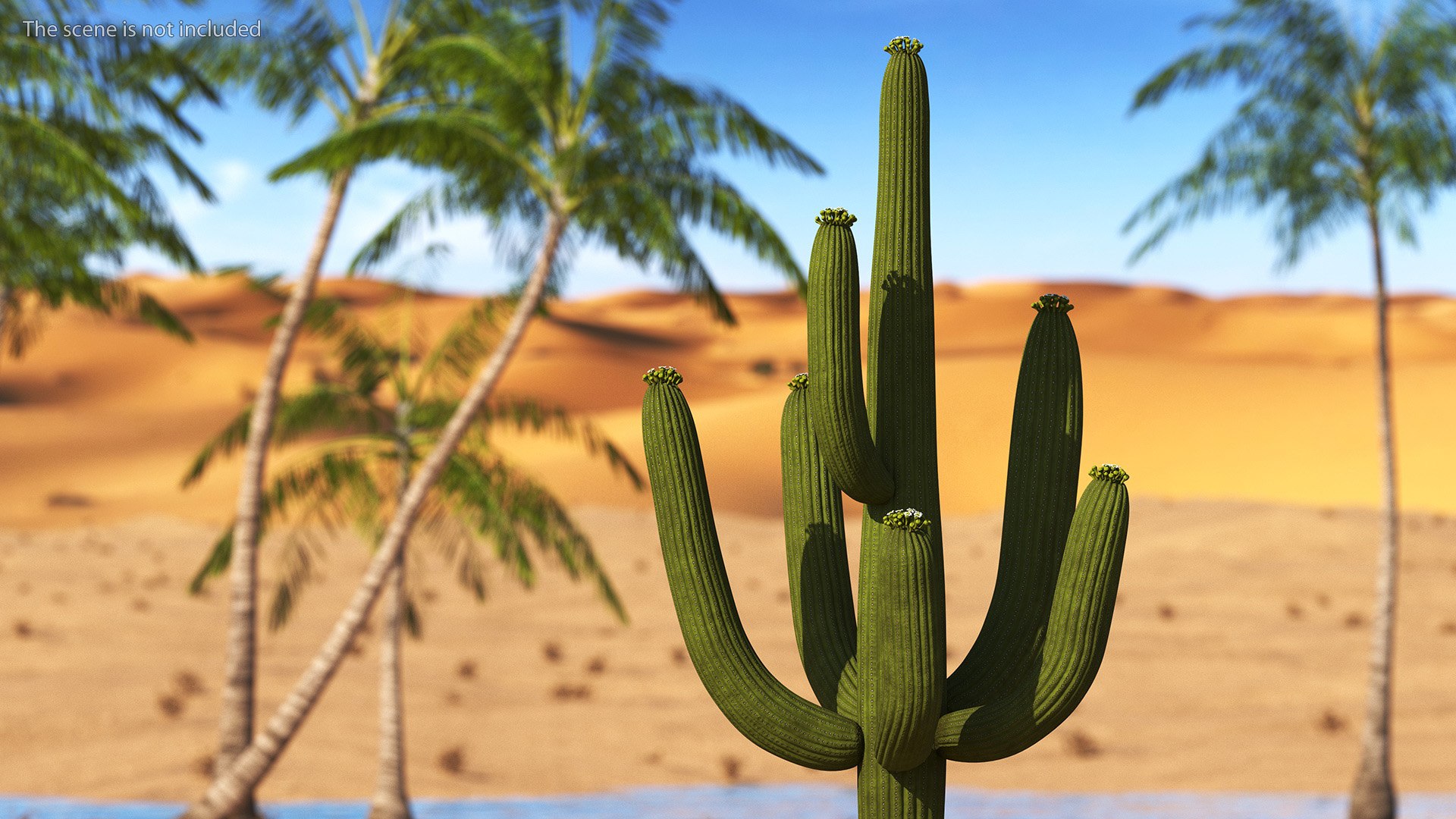 Giant Saguaro Cactus 3D model https://p.turbosquid.com/ts-thumb/34/XNiSKt/M8/giantsaguarocactusmb3dmodel011/jpg/1703093984/1920x1080/fit_q87/f458a28e11ce95ce774492ef4b26aec4c254c1bd/giantsaguarocactusmb3dmodel011.jpg