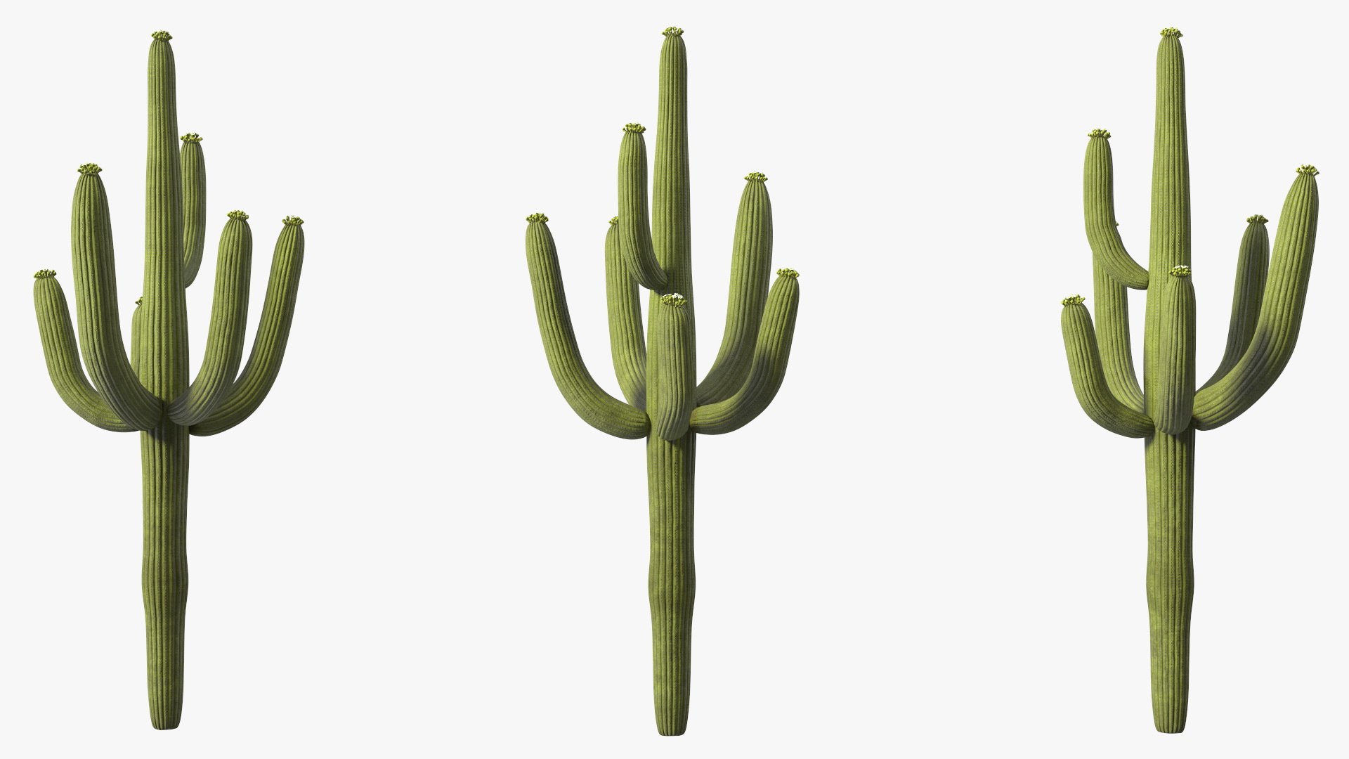 Giant Saguaro Cactus 3D model https://p.turbosquid.com/ts-thumb/34/XNiSKt/Pe/giantsaguarocactusmb3dmodel016/jpg/1703094007/1920x1080/fit_q87/01386bd3afc9f53f95c26d71514c56eb8b5ad47c/giantsaguarocactusmb3dmodel016.jpg