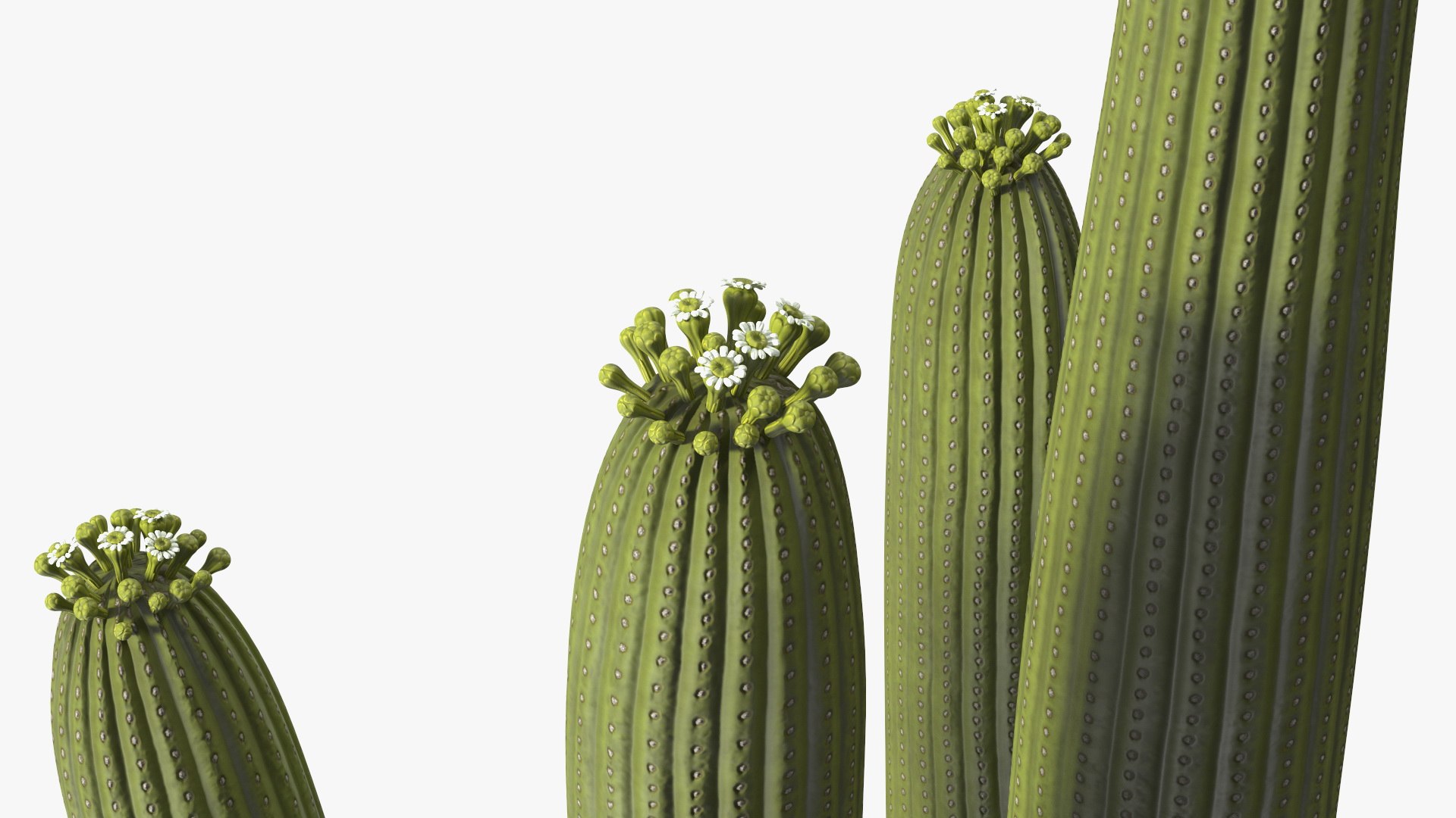 Giant Saguaro Cactus 3D model https://p.turbosquid.com/ts-thumb/34/XNiSKt/RF/giantsaguarocactusmb3dmodel020/jpg/1703094025/1920x1080/fit_q87/85d4b9d8a3b26db934e890021f0127f539c71cf9/giantsaguarocactusmb3dmodel020.jpg