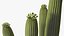 Giant Saguaro Cactus