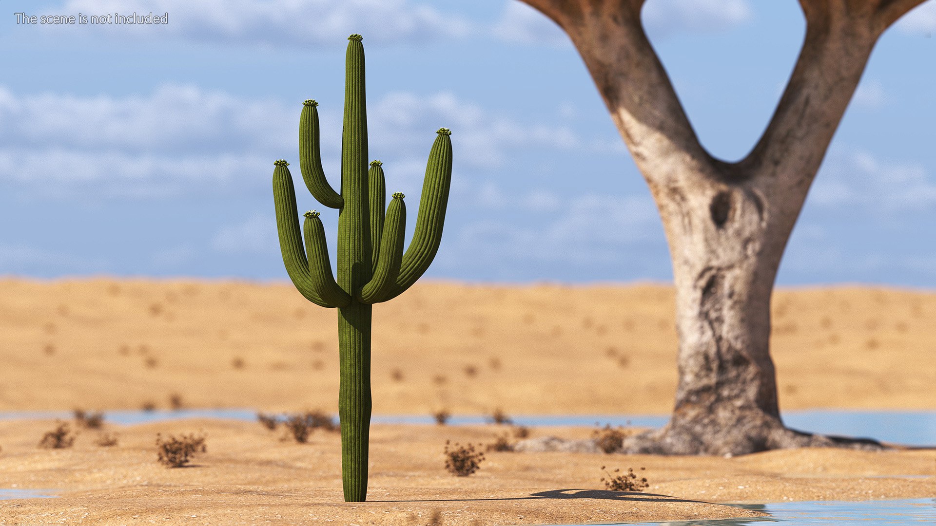 Giant Saguaro Cactus 3D model https://p.turbosquid.com/ts-thumb/34/XNiSKt/cQ/giantsaguarocactusmb3dmodel010/jpg/1703093980/1920x1080/fit_q87/4a10af6d119d8eeafa7d6bf7bc9c89018b2424bb/giantsaguarocactusmb3dmodel010.jpg