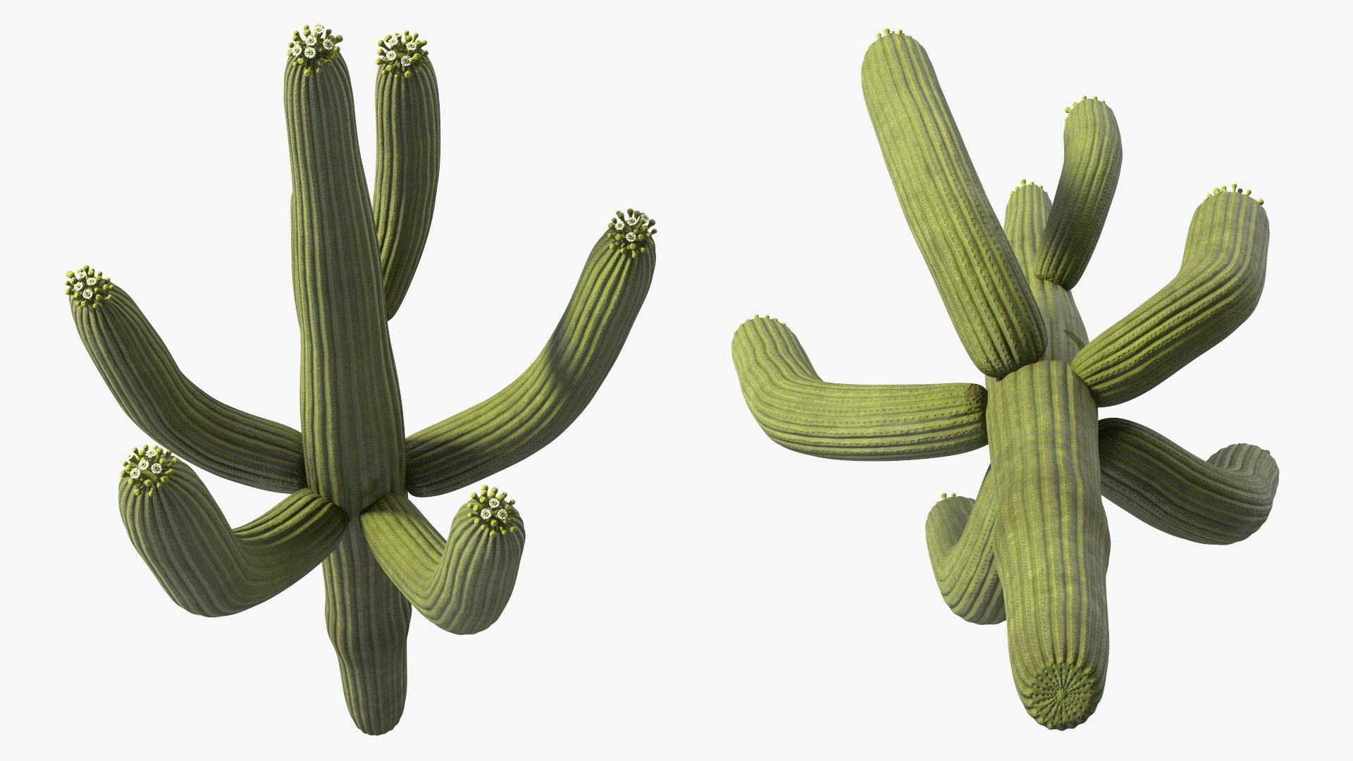 Giant Saguaro Cactus 3D model https://p.turbosquid.com/ts-thumb/34/XNiSKt/u7/giantsaguarocactusmb3dmodel017/jpg/1703094011/1920x1080/fit_q87/c1f0d31d640ee75210f7825c0cd182e2e43c71e6/giantsaguarocactusmb3dmodel017.jpg