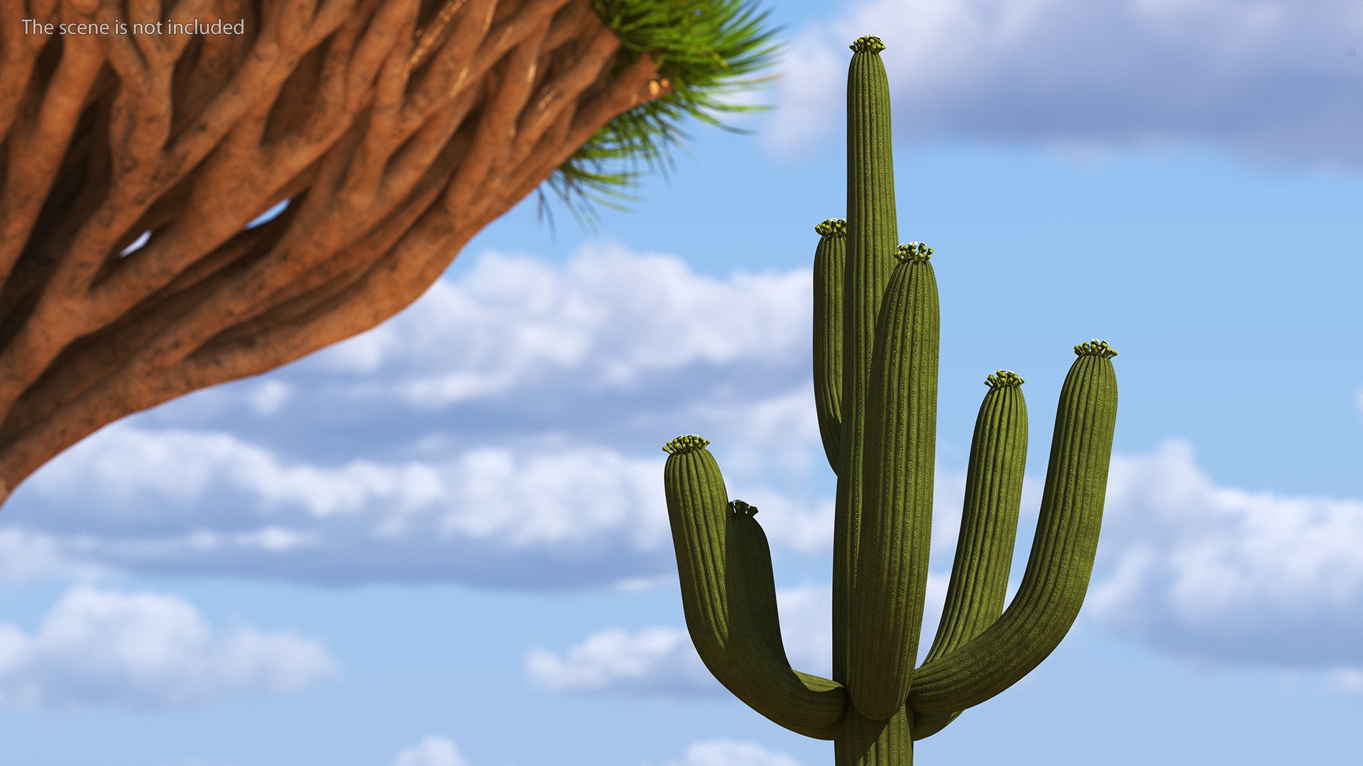 Giant Saguaro Cactus 3D model https://p.turbosquid.com/ts-thumb/34/XNiSKt/uB/giantsaguarocactusmb3dmodel012/jpg/1703093990/1920x1080/fit_q87/d5b772f5a1c742fae488beb2bd88bf56d0bfb36c/giantsaguarocactusmb3dmodel012.jpg