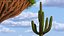 Giant Saguaro Cactus