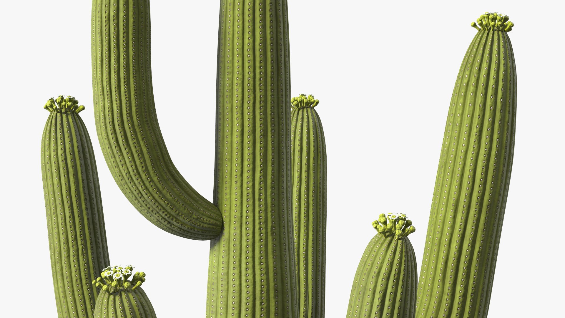 Giant Saguaro Cactus 3D model https://p.turbosquid.com/ts-thumb/34/XNiSKt/x3/giantsaguarocactusmb3dmodel018/jpg/1703094016/1920x1080/fit_q87/31d9ce4274555be375311c52c1fc8c92873f784f/giantsaguarocactusmb3dmodel018.jpg