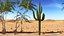 Giant Saguaro Cactus