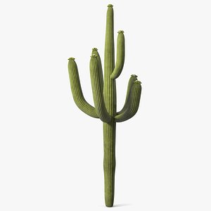 Giant Saguaro Cactus 3D model
