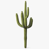 Giant Saguaro Cactus