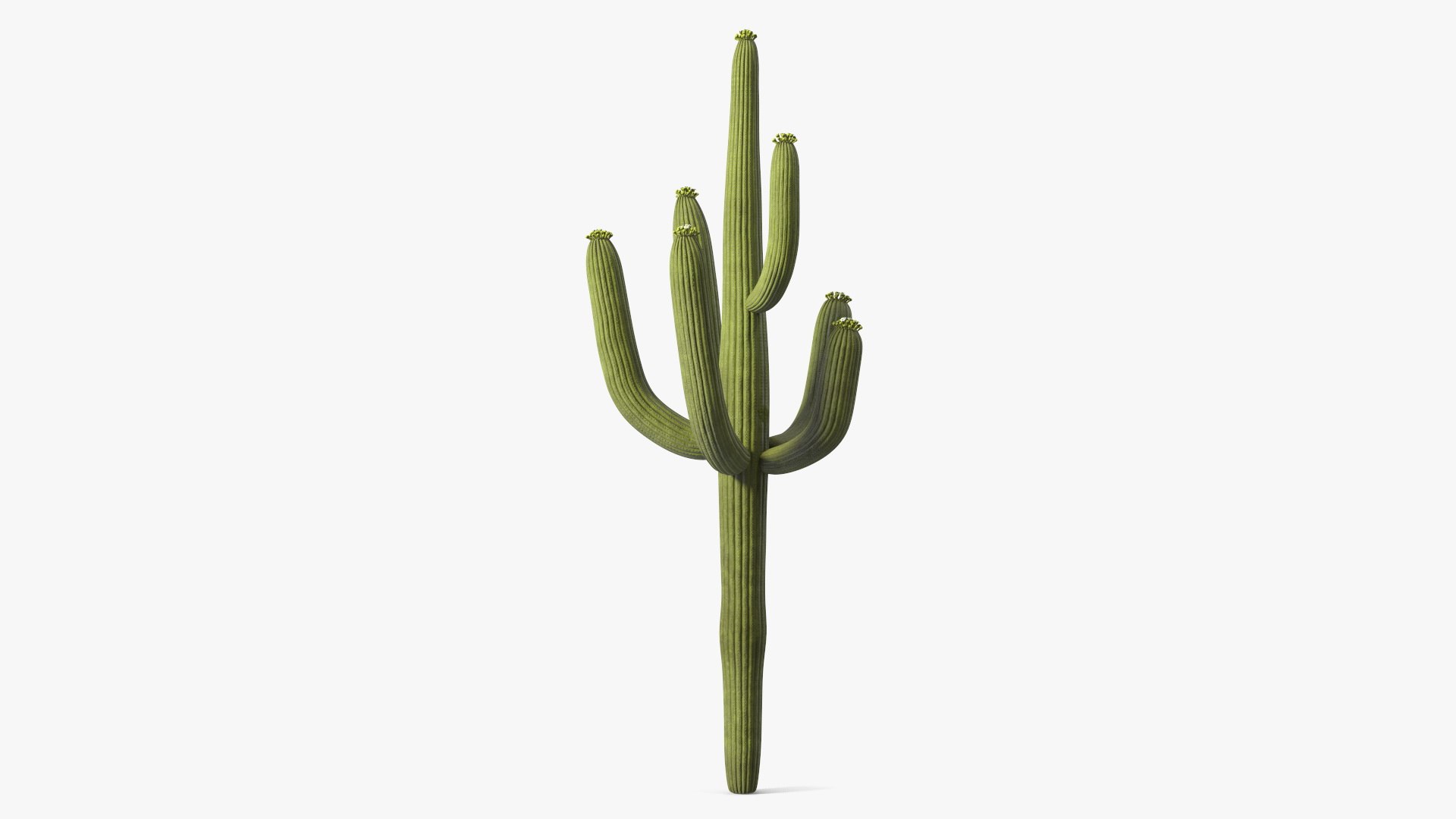Giant Saguaro Cactus 3D model preview
