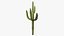 Giant Saguaro Cactus