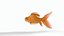 Poisson rouge orange