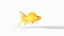 Poisson rouge orange