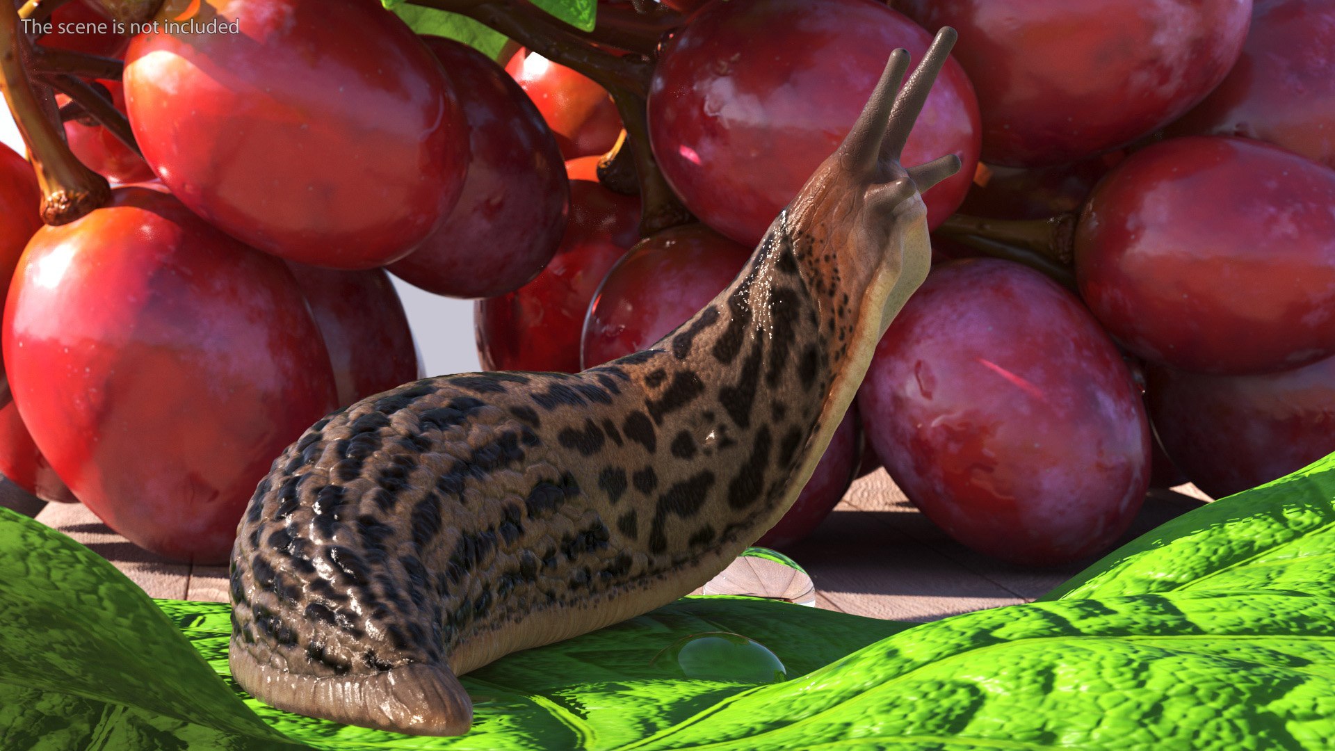3D Great Slug Rigged for Modo https://p.turbosquid.com/ts-thumb/34/cPAyUp/F3/greatslugriggedformodo3dmodel012/jpg/1674591682/1920x1080/fit_q87/9092ab8b3c14552814ec8f30bbdfb48e4b89eb43/greatslugriggedformodo3dmodel012.jpg