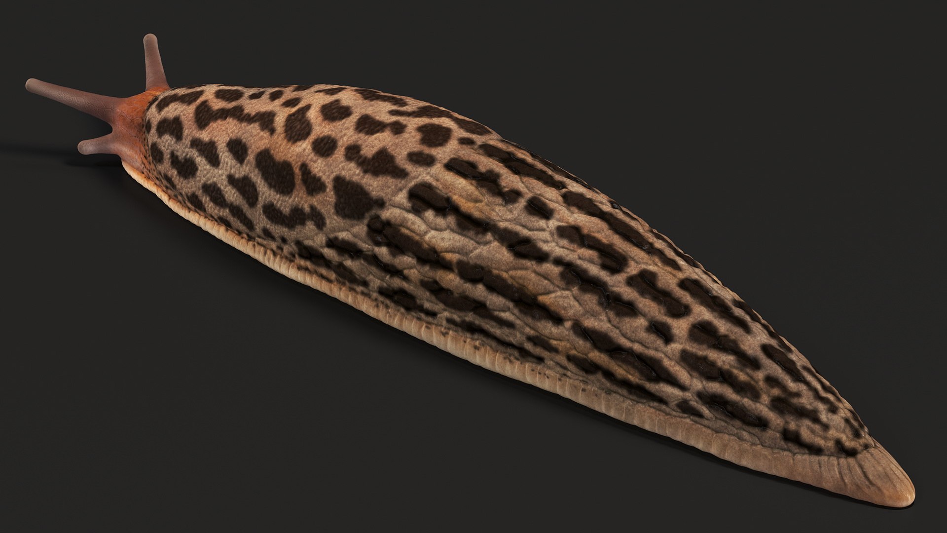 3D Great Slug Rigged for Modo https://p.turbosquid.com/ts-thumb/34/cPAyUp/J3/greatslugriggedformodo3dmodel021/jpg/1674591709/1920x1080/fit_q87/801a1d67f5afdc6f998f83bcde041f76e2589ee5/greatslugriggedformodo3dmodel021.jpg