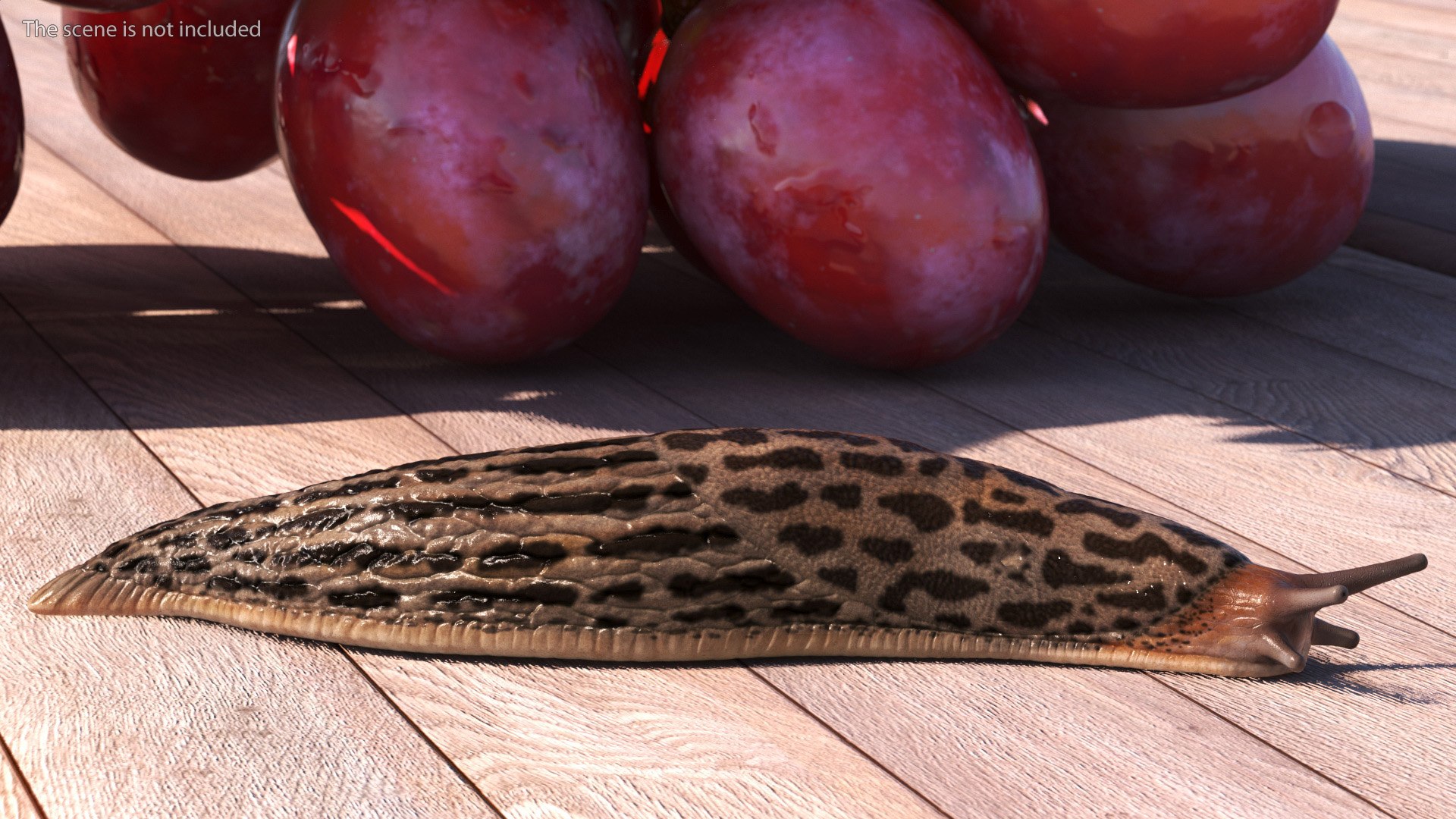 3D Great Slug Rigged for Modo https://p.turbosquid.com/ts-thumb/34/cPAyUp/ZP/greatslugriggedformodo3dmodel010/jpg/1674591676/1920x1080/fit_q87/1c4a8b110d6edfbf493231e3f8dab3c76d261eaf/greatslugriggedformodo3dmodel010.jpg