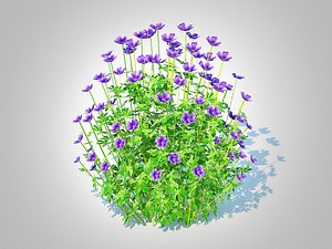 Geranium - blue cranesbill 3D model
