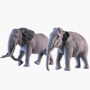 3D model Elephants African and Asian Species