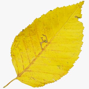 autumn leaf 3D model