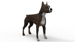 3D model staffordshire bull terrier