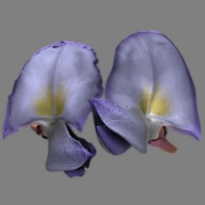 WisteriaBlossom_LWO