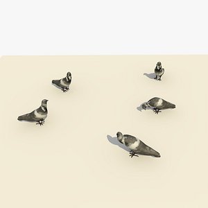 Animated Pigeons Standing Eating