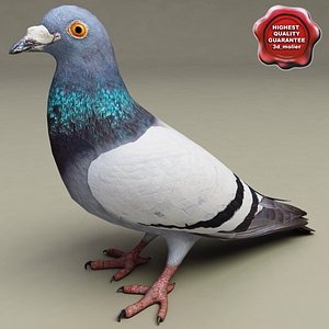 pigeon modelled 3d model