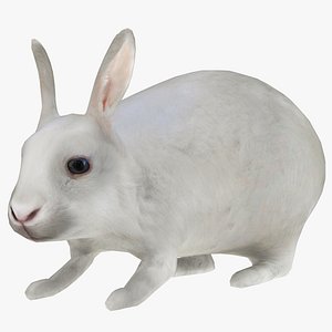 3D Rabbit