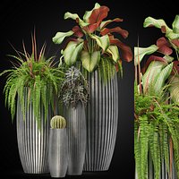 Plants collection 273
