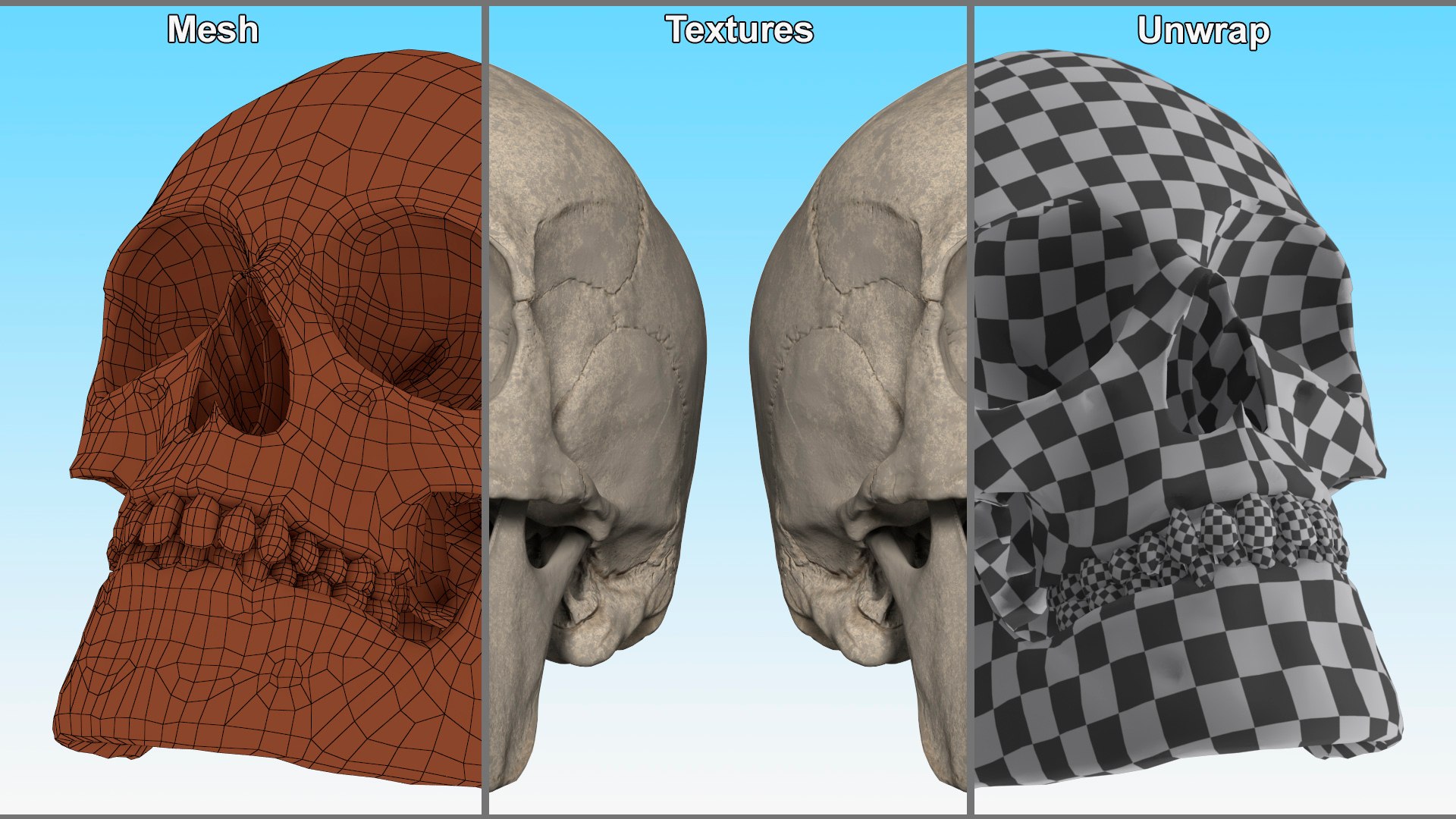3D Old Scull https://p.turbosquid.com/ts-thumb/35/UqwS0n/UY/old_scull_009/jpg/1742860302/1920x1080/fit_q87/33823baf19d7a5e116a3d684f6c0838a35f1fe37/old_scull_009.jpg