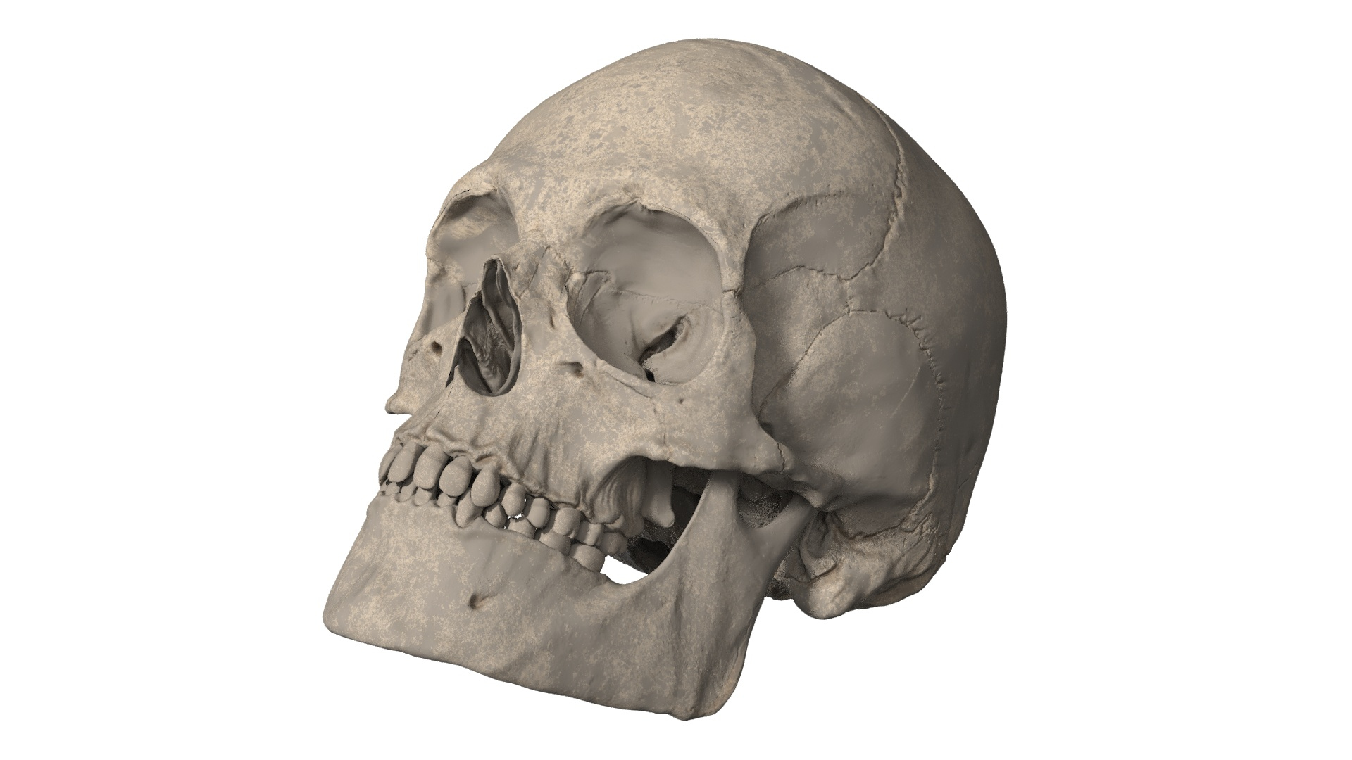 3D Old Scull https://p.turbosquid.com/ts-thumb/35/UqwS0n/pO/old_scull_360/jpg/1742859972/1920x1080/turn_fit_q99/103c5bc73896e9af1051a2f2c6d2f2c8db666c98/old_scull_360-1.jpg