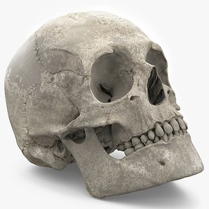 3D Old Scull