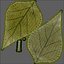 3D Leaves Collection V1