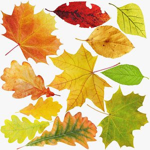 Leaves Collection V1