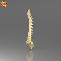 Vertebral Column