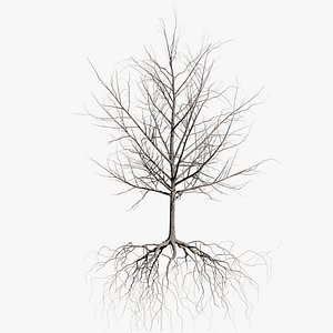 3D maple dry 5 tree bark