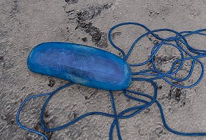 bacteria bacterium vibrio model