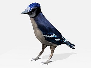 blue jay bird max