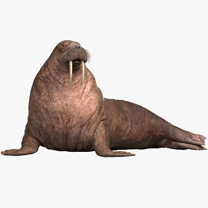 Walrus Rigged