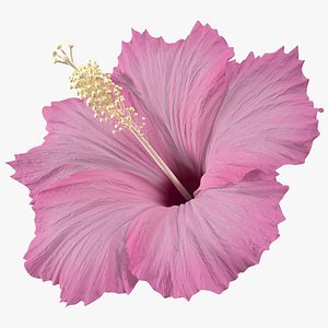 Hibiscus Flower Pink
