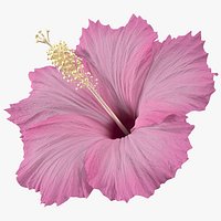 Hibiscus Flower Pink