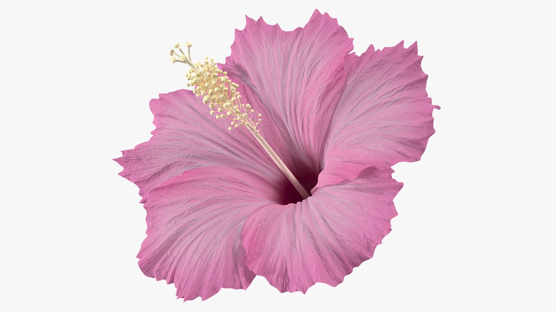 Texas Rangers Pink Hibiscus Yellow Pink Orchid White Background 3D