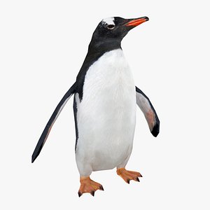 Gentoo Penguin Low-poly - Animated