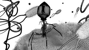 3D bacteriophage bacteria virus model