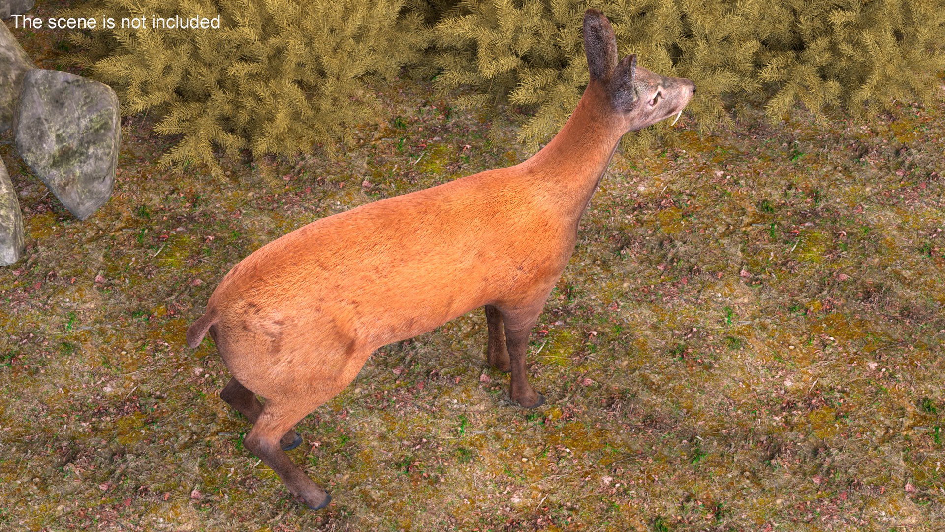 Moschus Moschiferus 3D model - TurboSquid 2181282