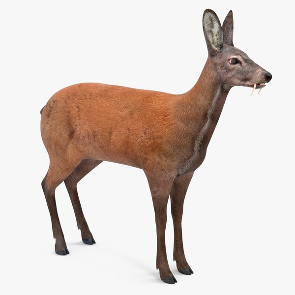 Free 3D Deer Models | TurboSquid