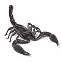 Heterometrus Longimanus